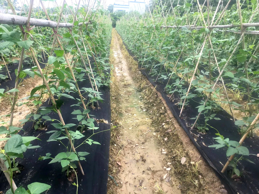 Gemüsegarten-landwirtschaftliches Unkraut-Block-Gewebe-schwarze Plastikbodendecke